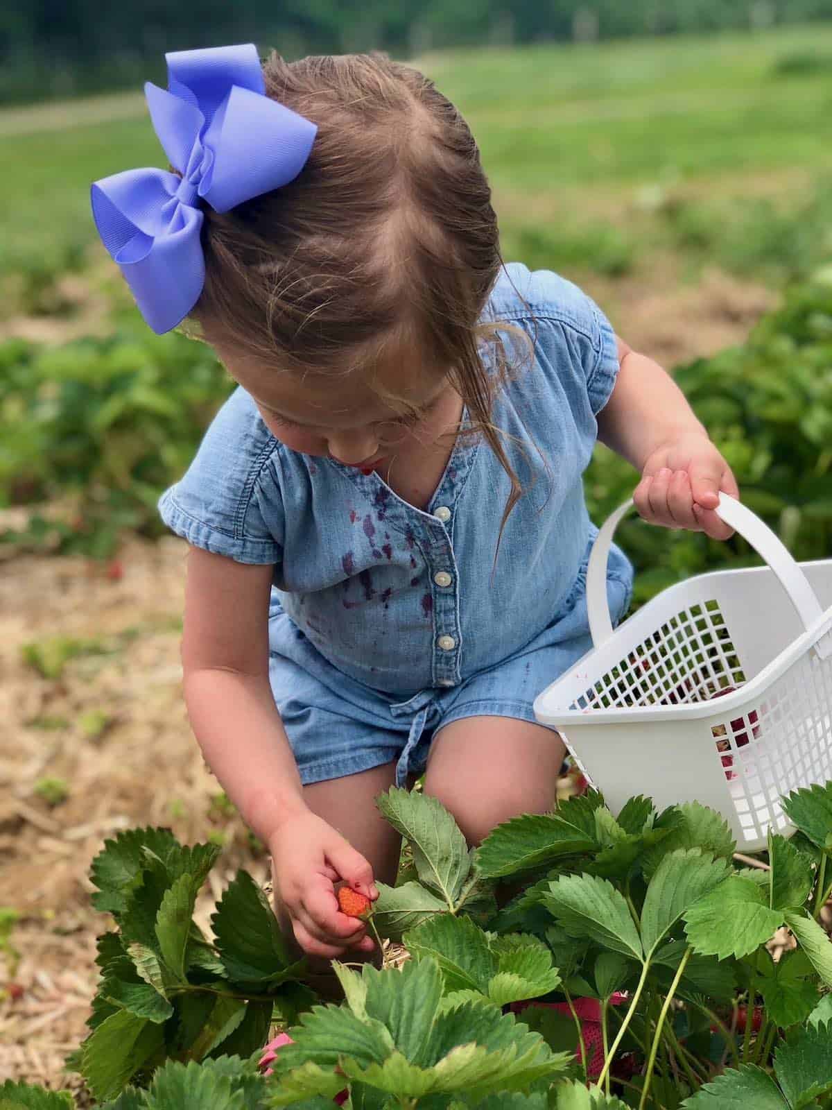 my granddaughter picking strawberries