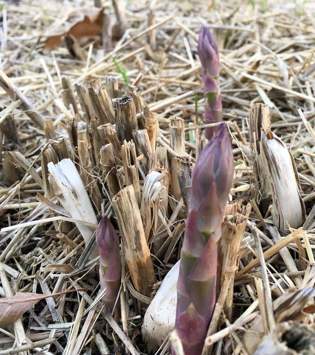 asparagus growing in garden