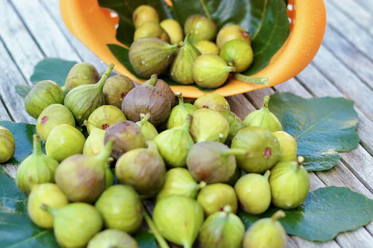 fresh picked figs