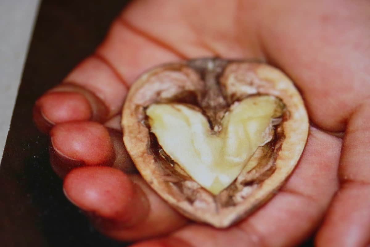 heart shape walnut