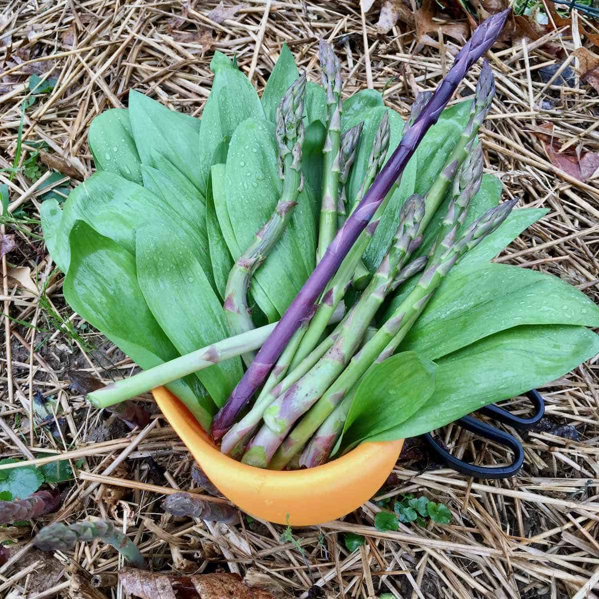 foraging for ramps and home grown asparagus