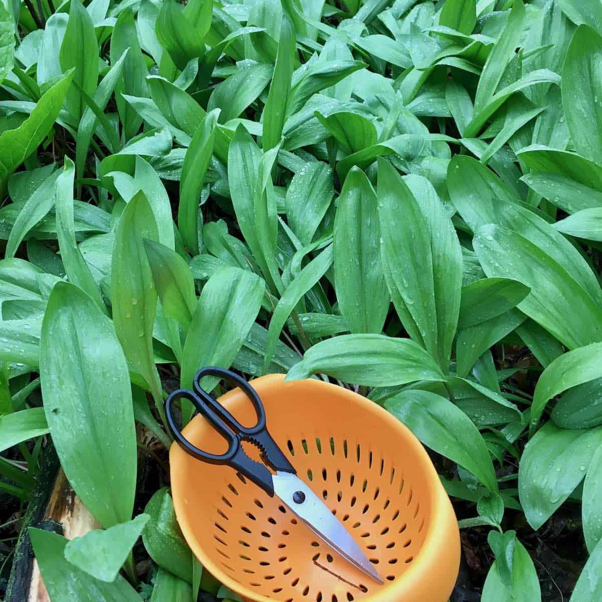 foraging in a field of wild ramps with scissors and colander