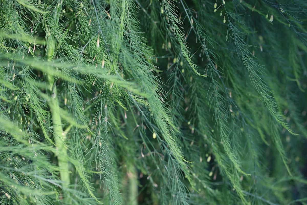 does your garden grow asparagus ferns