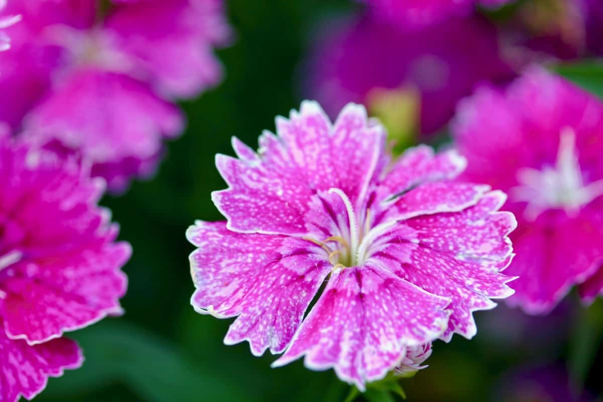 does your garden grow beautiful garden pink dianthus