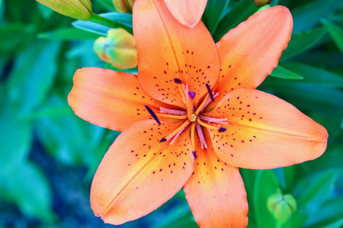 does your garden grow asiatic lily
